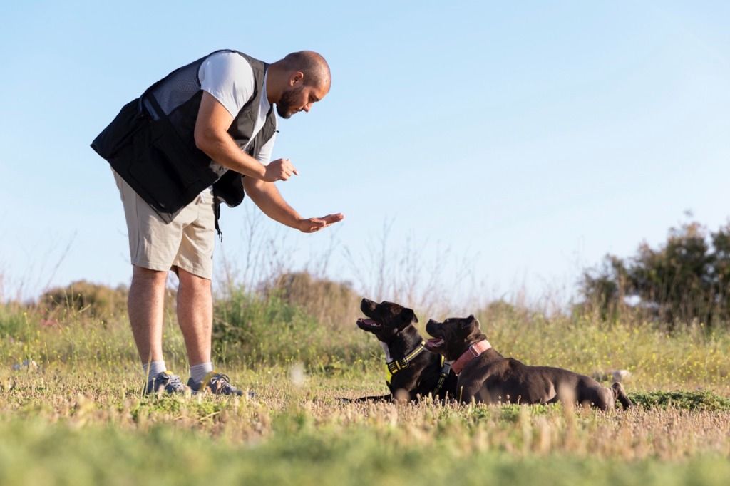 Perro entrenando