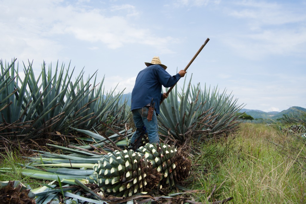 Campos de Agave Don Aurelio